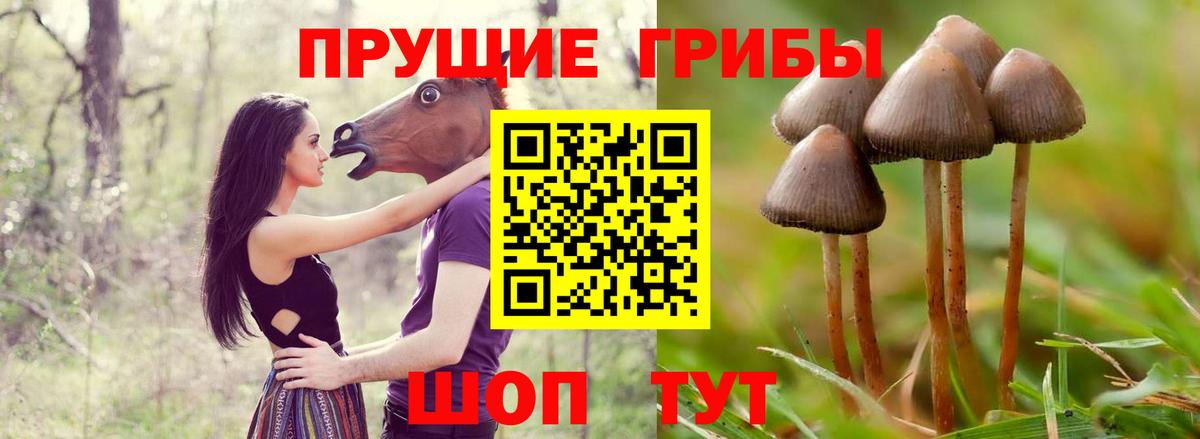 где купить   Вход с VPN  Ставрополь  Псилоцибиновые грибы ЛСД 